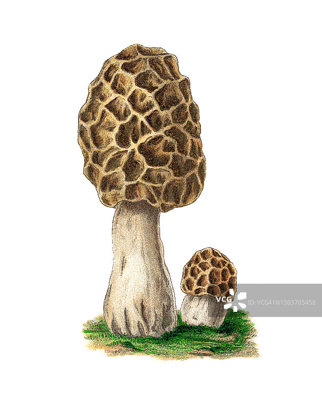 可食用真菌：羊肚菌老式雕刻插图图片素材