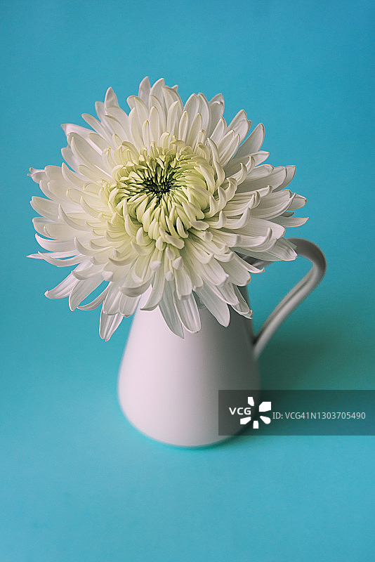 蓝色背景上的白色菊花图片素材