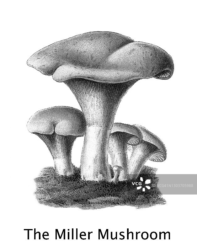 老式雕刻食用菌蘑菇插图 - 米勒菇或甜面包蘑菇（Clitopilus prunulus）图片素材