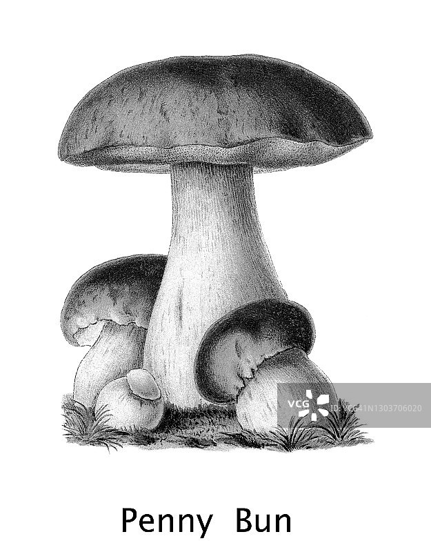 可食用真菌：牛肝菌古老版画插图图片素材