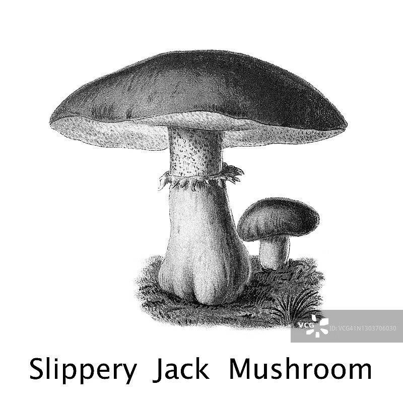 老式雕刻插图：可食用菌类，蘑菇 - 滑子菇图片素材