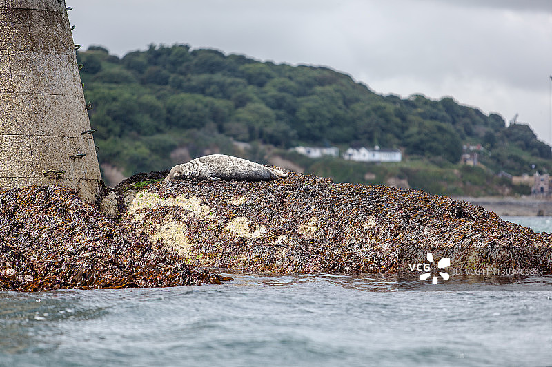灰海豹栖息在黑岩航标上图片素材