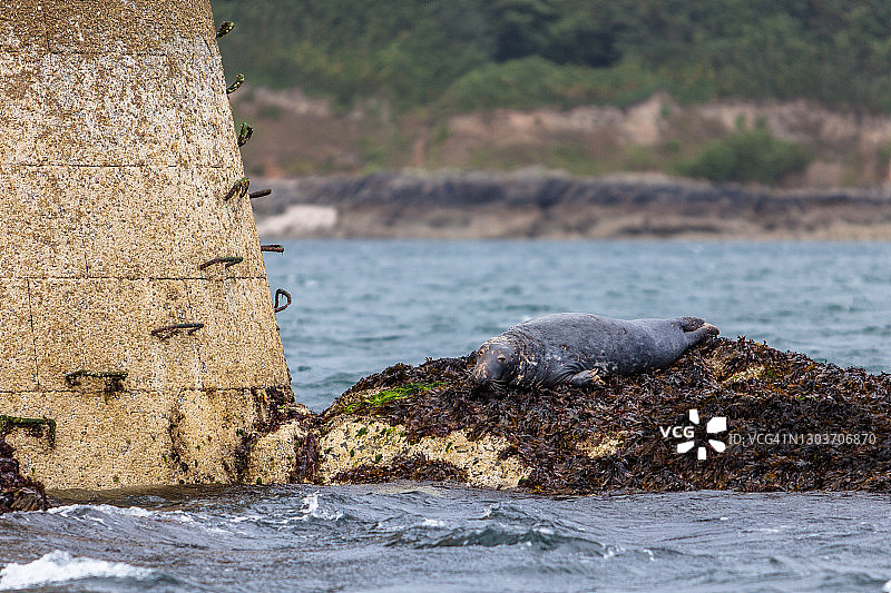 灰海豹栖息在黑岩航标上图片素材