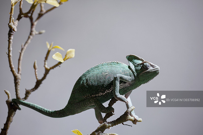 绿色变色龙图片素材