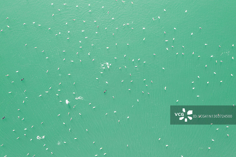 碧绿水域上的水鸟图片素材