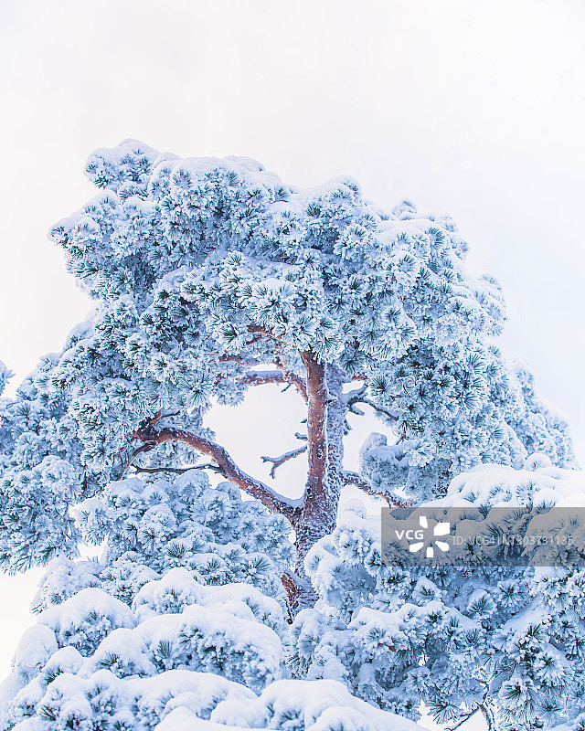 被雪覆盖的松树树顶图片素材