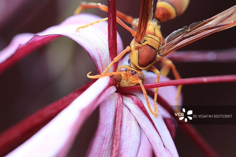 黄蜂采食粉色蜘蛛百合花特写图片素材