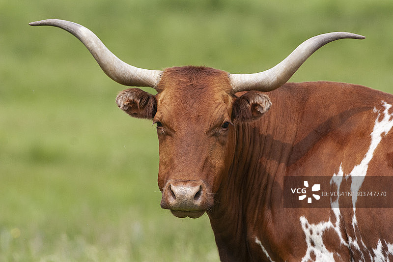 长角公牛图片素材