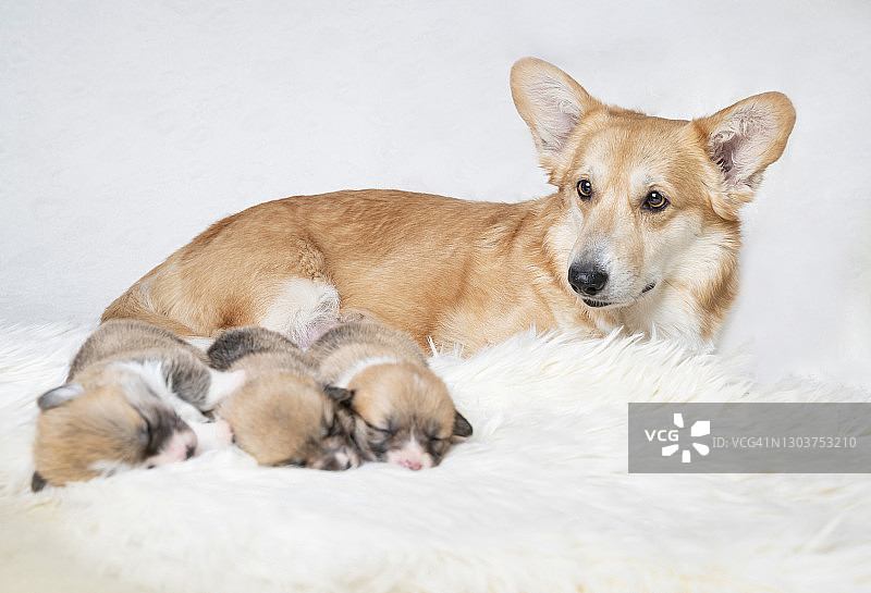 狗妈妈和她的幼犬图片素材