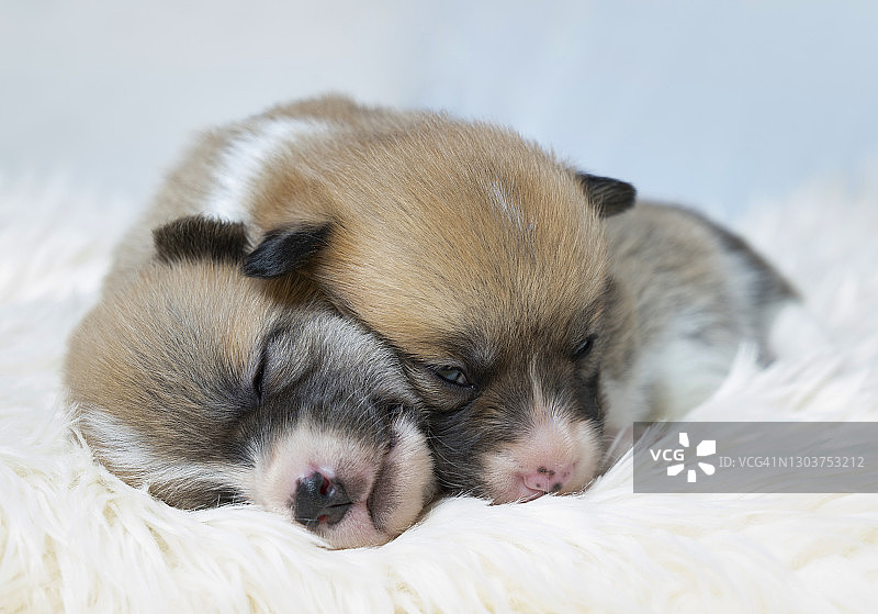 两只小狗依偎在一起图片素材