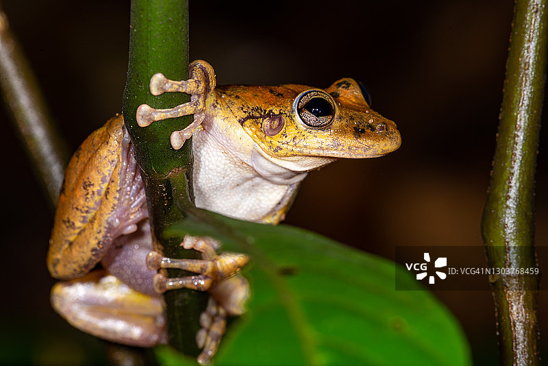 树叶上的黄蛙图片素材