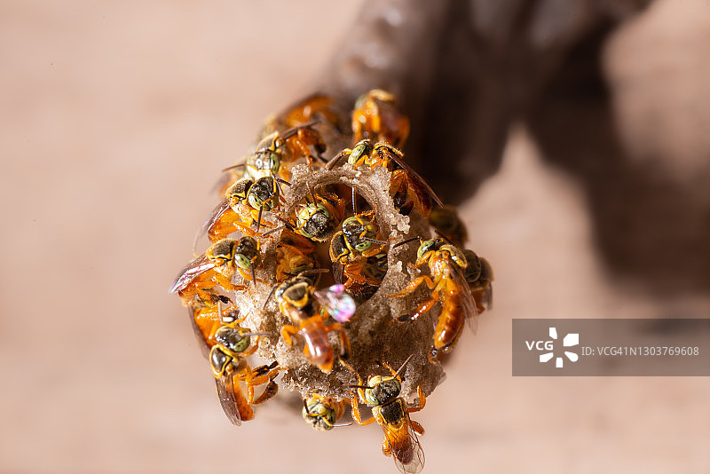 蜂巢入口处的Jataí蜜蜂特写图片素材