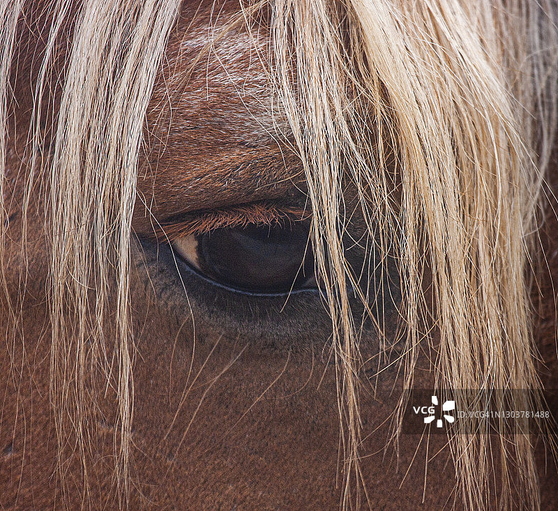 马眼细节和鬃毛图片素材