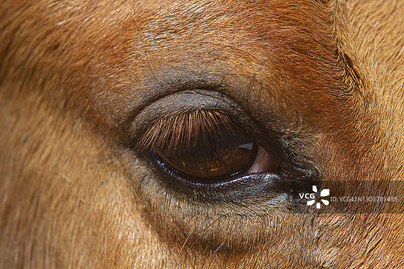 马的眼睛图片素材