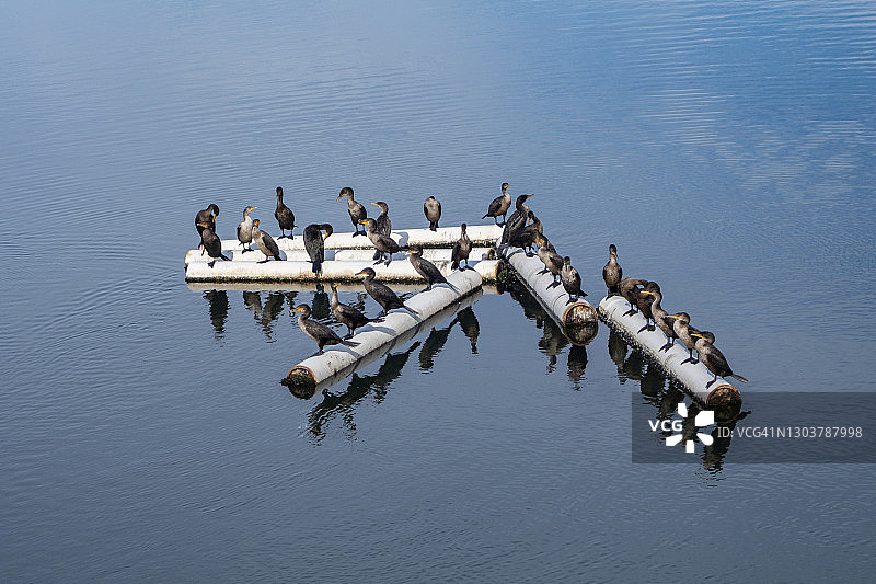 栖息在浮动水上屏障上的鸬鹚图片素材