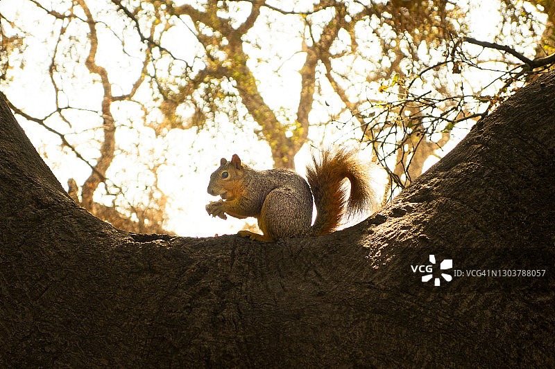 坐在树上吃坚果的松鼠图片素材