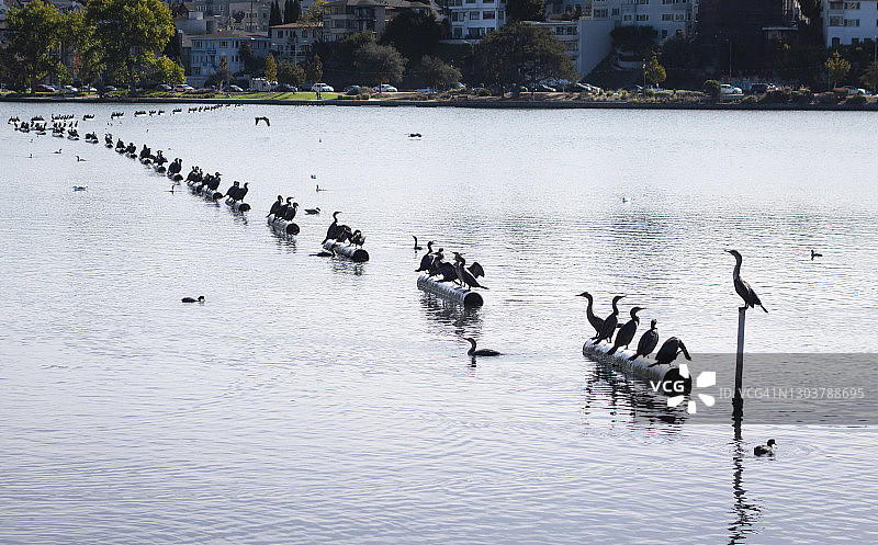 梅里特湖上的鸬鹚群图片素材