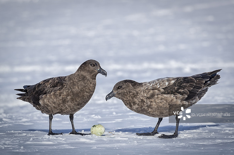 南极贼鸥与企鹅蛋图片素材