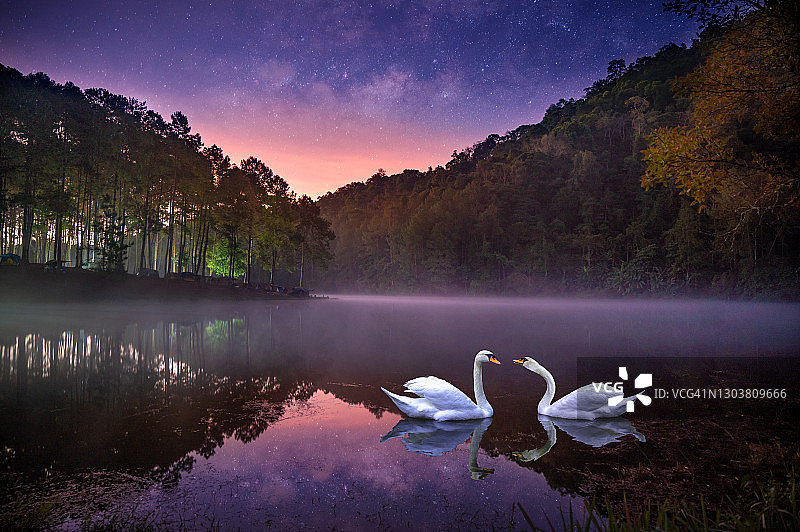 夜晚星空下在河中游泳的天鹅图片素材