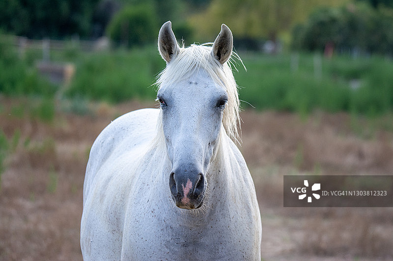卡马格马肖像图片素材