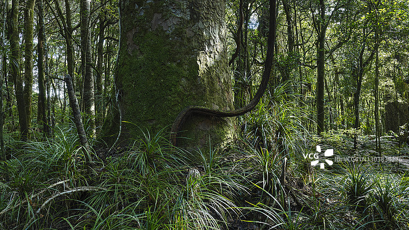 新西兰贝壳杉树，特劳森贝壳杉公园图片素材