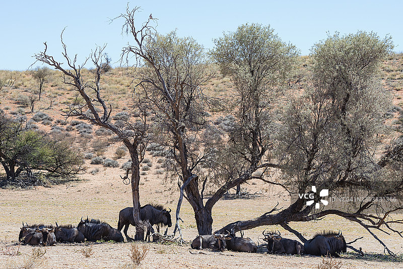 南非卡拉哈迪跨境公园树荫下的角马图片素材