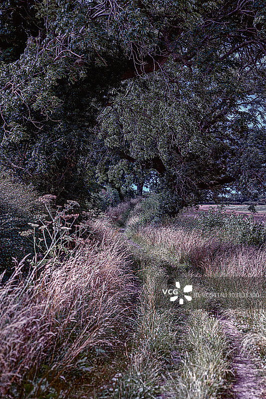 英国南约克郡植被繁茂的马道图片素材