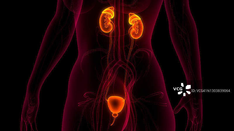 人体泌尿系统肾脏与膀胱解剖学图片素材