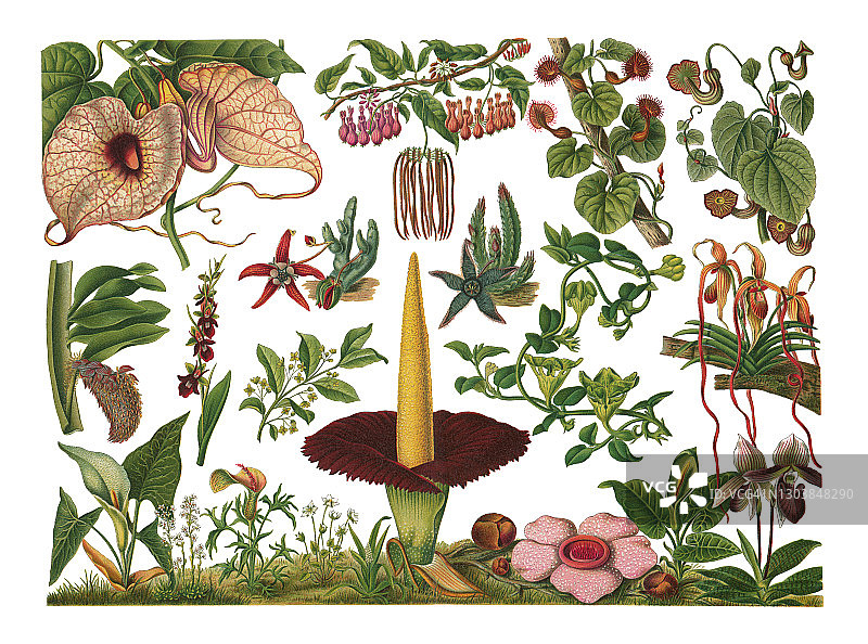 植物学古老雕刻插图：蝇和蜗牛花图片素材