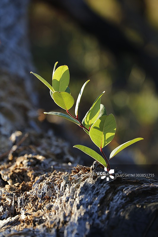 枯木上生长的小树图片素材