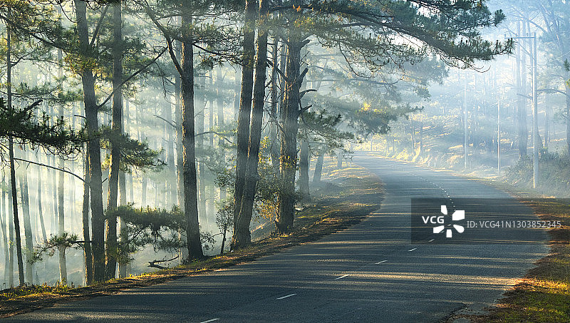 阳光下的松树林图片素材