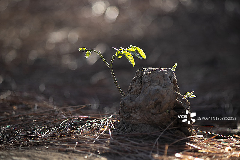 老树根上的嫩叶图片素材