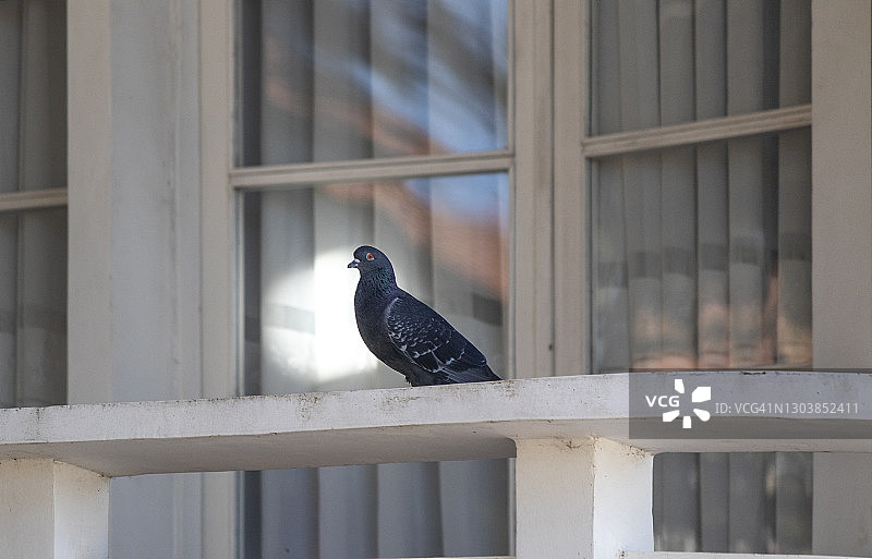 窗前走廊上的鸽子图片素材