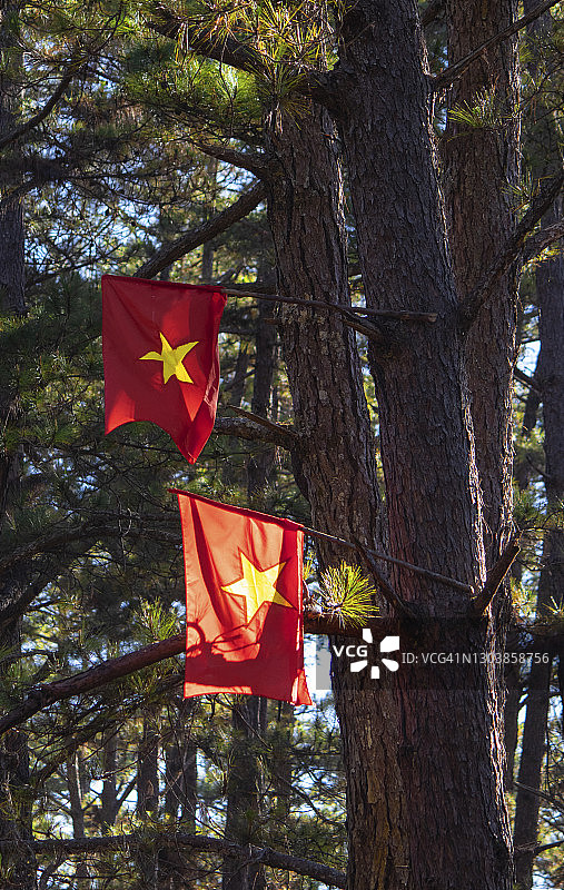 阳光明媚的松树林中悬挂的越南国旗图片素材