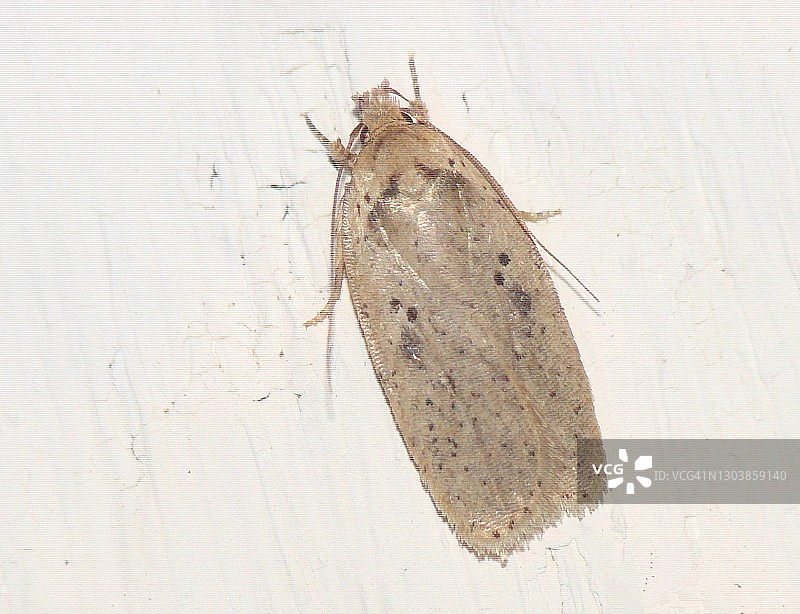 蛾（Agonopterix yeatiana）图片素材