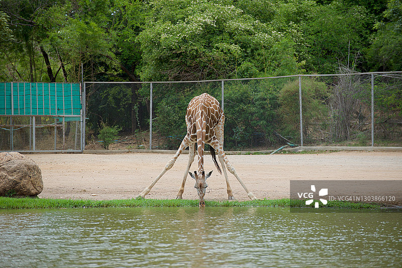 长颈鹿在池塘里喝水的行为图片素材