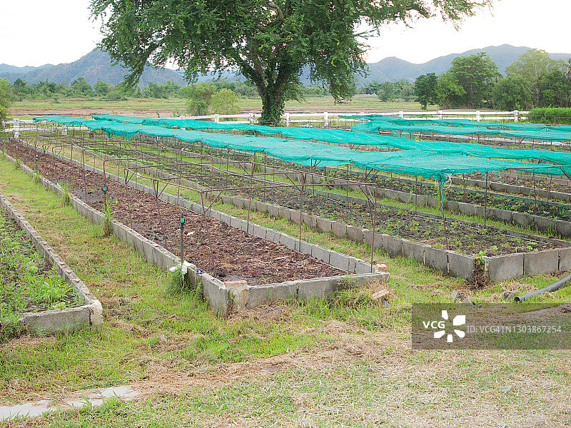 免耕菜园图片素材