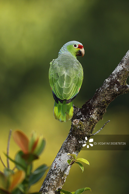 红额鹦鹉图片素材