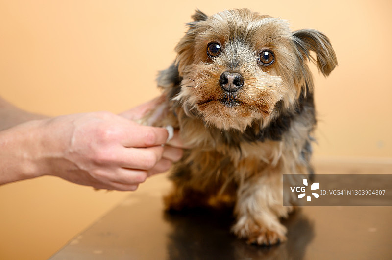 兽医在诊所为犬只采血检查。高质量的照片。图片素材