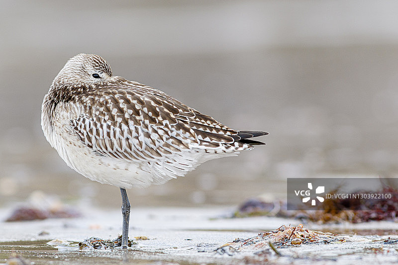南迁途中在岸边休息的斑尾塍鹬图片素材