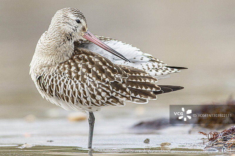 南迁途中在岸边休息的斑尾塍鹬图片素材