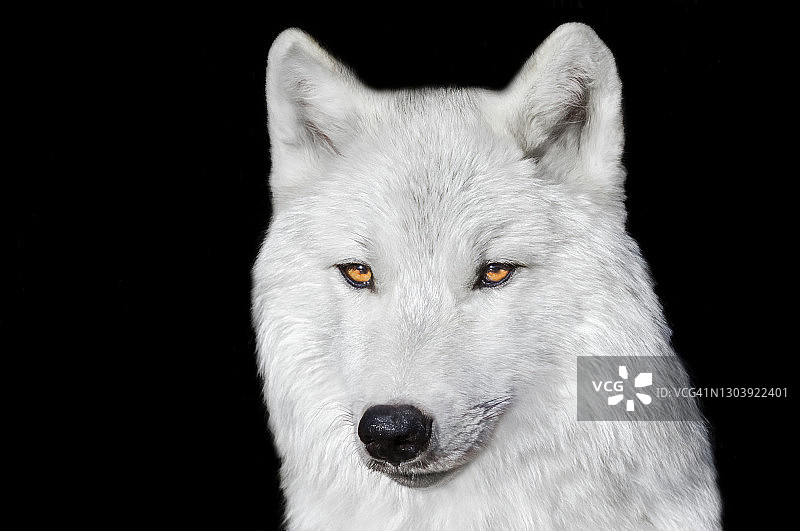 黑色背景上的北极狼优雅肖像图片素材