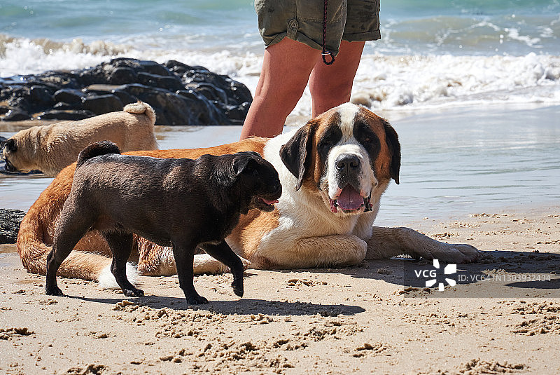 圣伯纳德犬和哈巴狗在科罗曼德尔奥塔玛海滩，新西兰北岛图片素材