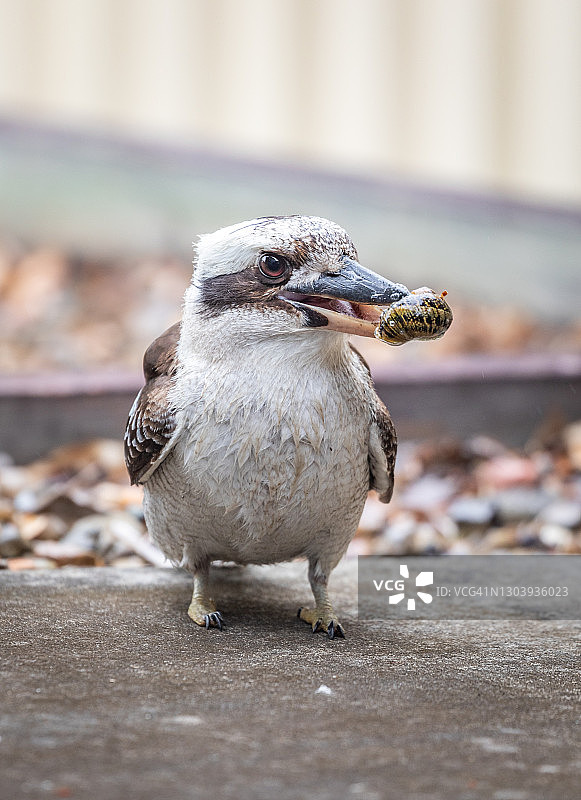 澳洲本土笑翠鸟图片素材