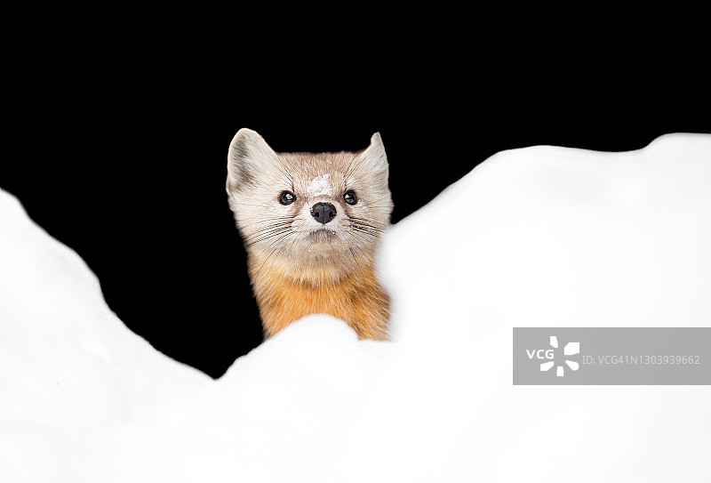 松貂探头图片素材