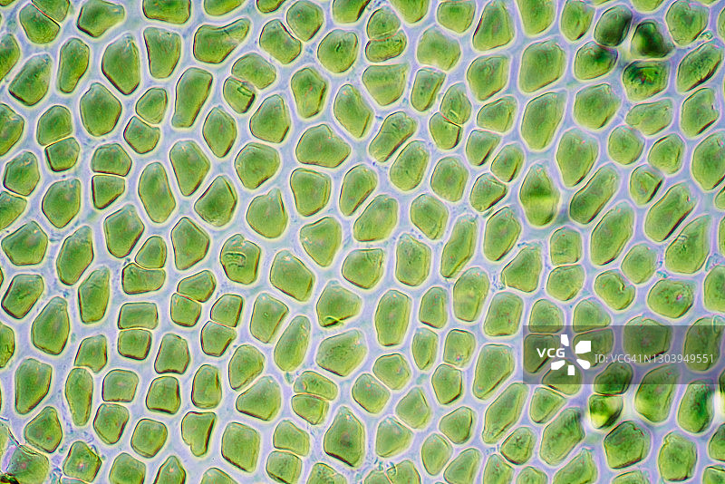 海带细胞图片素材