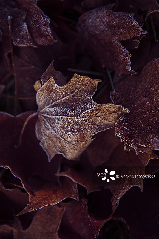 秋叶晨霜图片素材