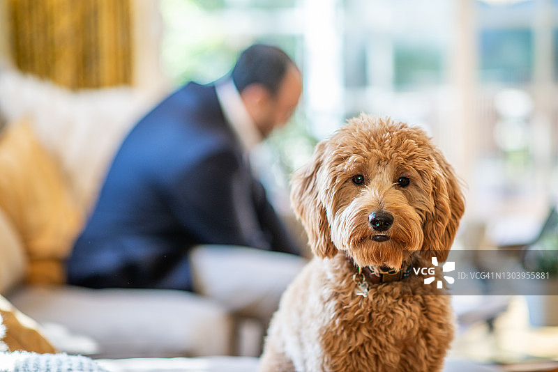 坐在沙发上的迷你金色贵宾犬及其主人图片素材