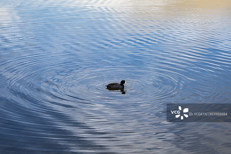 梅里特湖的骨顶鸟水环图片素材