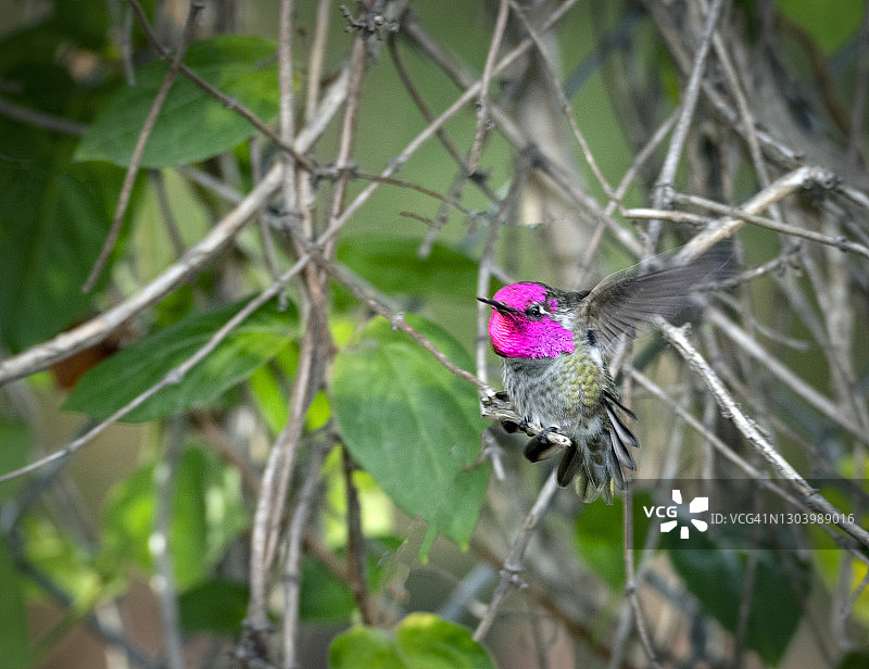 闪闪发光的蜂鸟图片素材